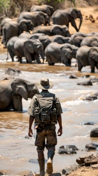 Ranger walking towards river with elephant herd crossing photo