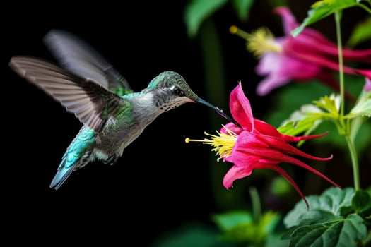 The Hummingbird and Columbine flower photo