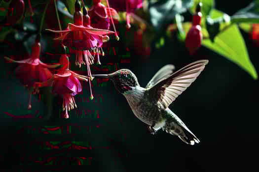 The Hummingbird and Columbine flower photo