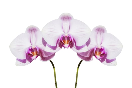 Delicate petals with pleasant scent photo