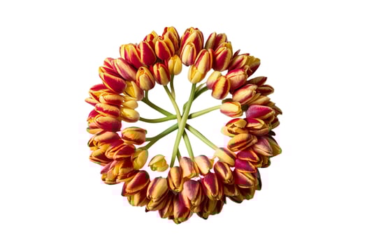Bunch of colorful tulips photo