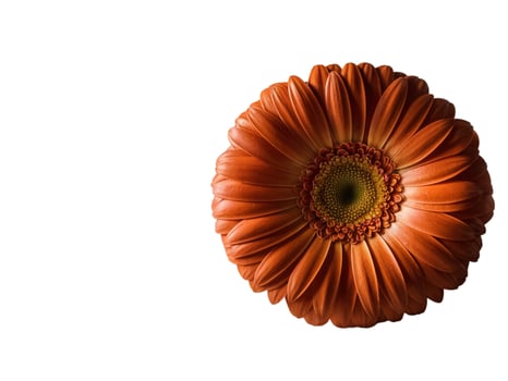 Red flower on white background photo