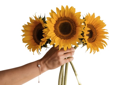 Crop person with sunflower photo