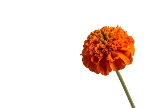 Bright blooming flower on white background photo