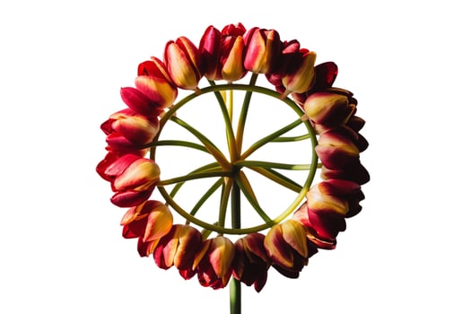 Bunch of red tulips with green leaves photo