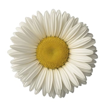Bright sunflower with white petals on white background photo