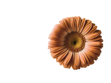 Yellow flower on white background photo