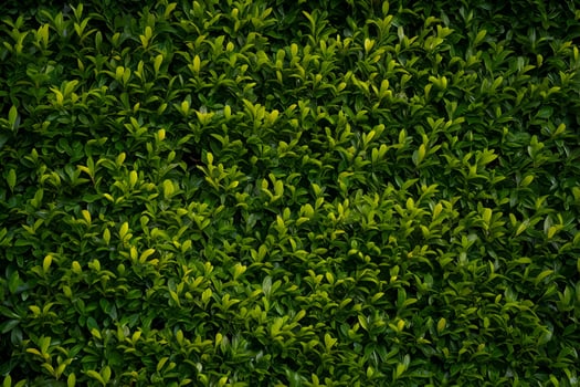 green hedge background with green leaves photo