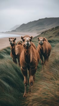 Camels standing in a grass field representing nature and wilderness in daylight. photo