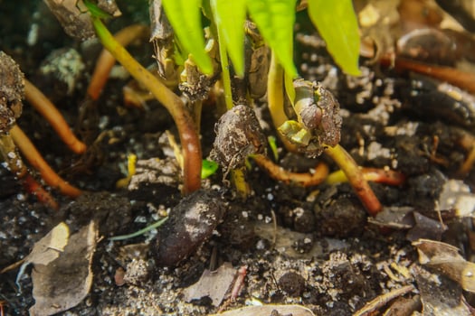 Cocoa seedlings or nurseries for cocoa plants before moving them to large areas of land photo