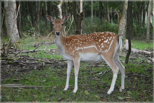 Graceful deer stands alert in a serene forest field photo