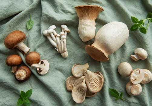 Assortment of various mushrooms photo