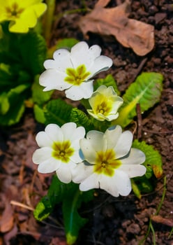 Primula vulgaris - herbaceous primrose plant blooming in spring photo