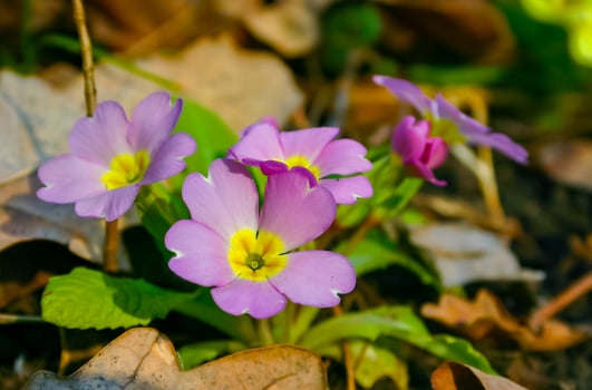 Primula vulgaris - herbaceous primrose plant blooming in spring photo