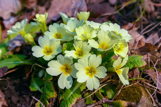 Primula vulgaris - herbaceous primrose plant blooming in spring photo