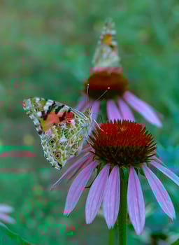 Painted lady Vanessa cardui, butterfly sits on an Echinacea purpurea flower and drinks nectar photo