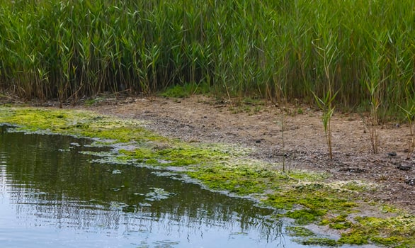 Green algae Ulva in the shallow bay of the Tiligul estuary, Ukraine photo