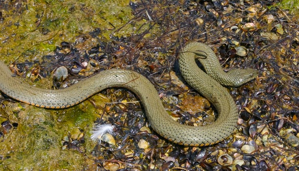 The dice snake Natrix tessellata lies on a stone, Tiligul estuary, Ukraine photo