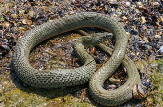 The dice snake Natrix tessellata lies on a stone, Tiligul estuary, Ukraine photo