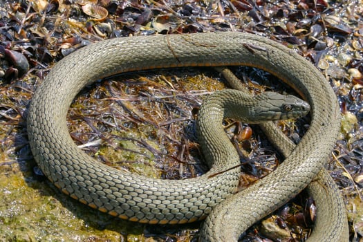The dice snake Natrix tessellata lies on a stone, Tiligul estuary, Ukraine photo