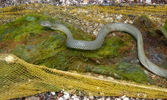 The dice snake Natrix tessellata lies on a stone, Tiligul estuary, Ukraine photo