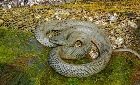 The dice snake Natrix tessellata lies on a stone, Tiligul estuary, Ukraine photo