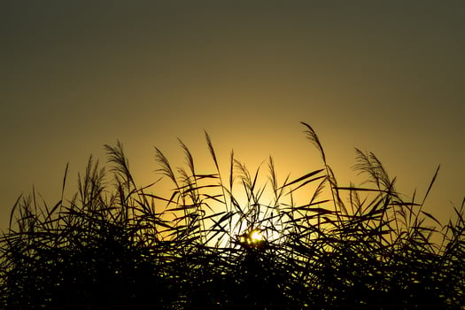 Beautiful summer sunset behind the silhouette of reeds of a small stream photo
