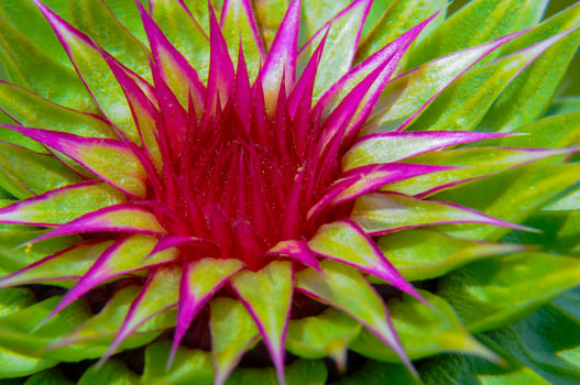 Carduus nutans, unopened thorny flower bud photo