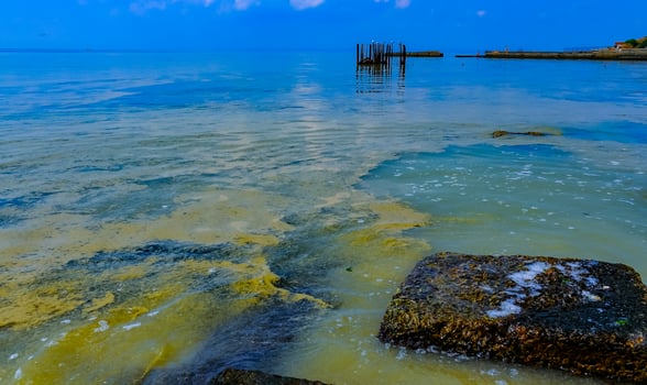 Nodularia spumigena, ecological disaster, a toxic blue-green algae bloom in the Black Sea photo