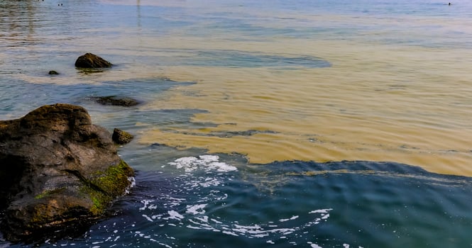 Nodularia spumigena, ecological disaster, a toxic blue-green algae bloom in the Black Sea photo