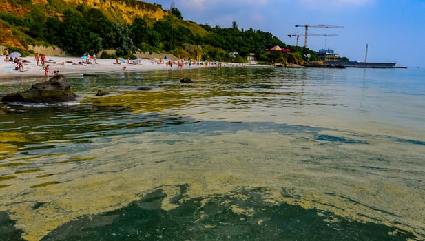 Nodularia spumigena, ecological disaster, a toxic blue-green algae bloom in the Black Sea photo