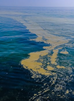 Nodularia spumigena, ecological disaster, a toxic blue-green algae bloom in the Black Sea photo