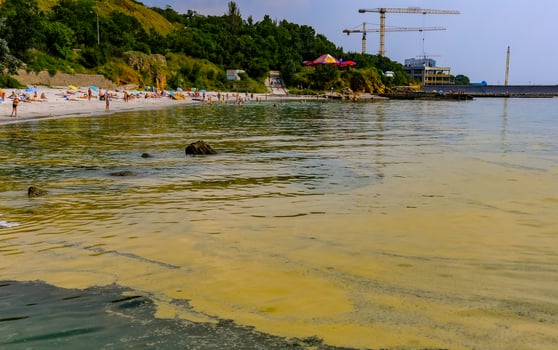 Nodularia spumigena, ecological disaster, a toxic blue-green algae bloom in the Black Sea photo