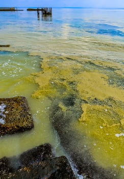 Nodularia spumigena, ecological disaster, a toxic blue-green algae bloom in the Black Sea photo