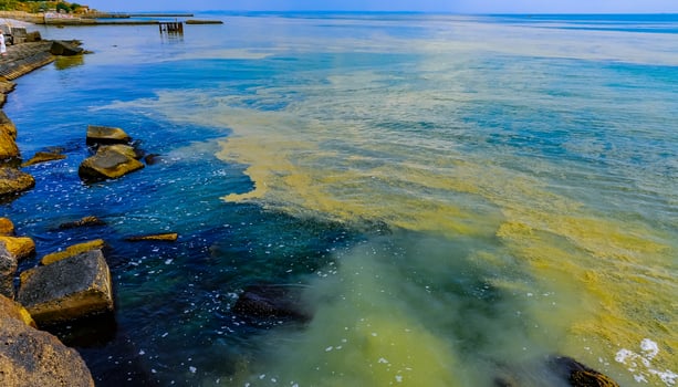 Nodularia spumigena, ecological disaster, a toxic blue-green algae bloom in the Black Sea photo
