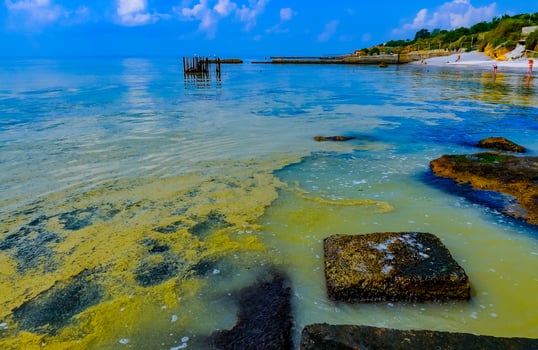 Nodularia spumigena, ecological disaster, a toxic blue-green algae bloom in the Black Sea photo