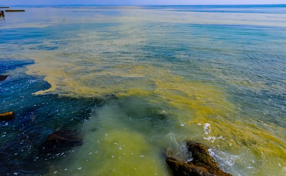 Nodularia spumigena, ecological disaster, a toxic blue-green algae bloom in the Black Sea photo