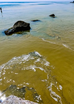 Nodularia spumigena, ecological disaster, a toxic blue-green algae bloom in the Black Sea photo