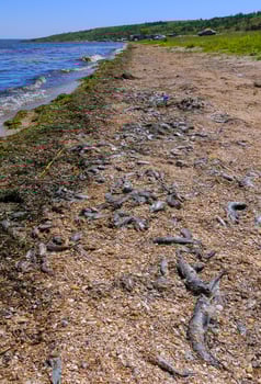 Eutrophication of the reservoir, the death of gobies and other fish in the Tiligul estuary. Water bloom, environmental problem photo