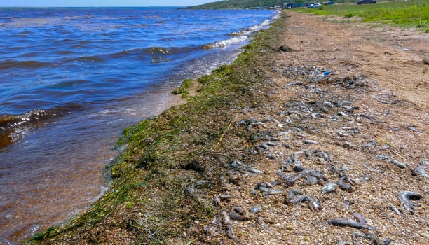 Eutrophication of the reservoir, the death of gobies and other fish in the Tiligul estuary. Water bloom, environmental problem photo