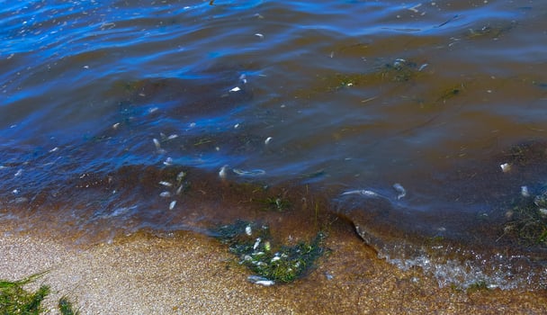 Eutrophication of the reservoir, the death of gobies and other fish in the Tiligul estuary. Water bloom, environmental problem photo
