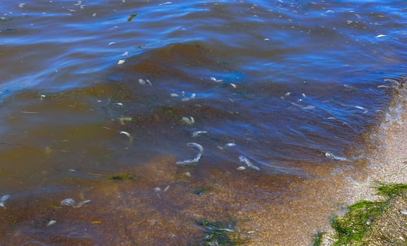 Eutrophication of the reservoir, the death of gobies and other fish in the Tiligul estuary. Water bloom, environmental problem photo