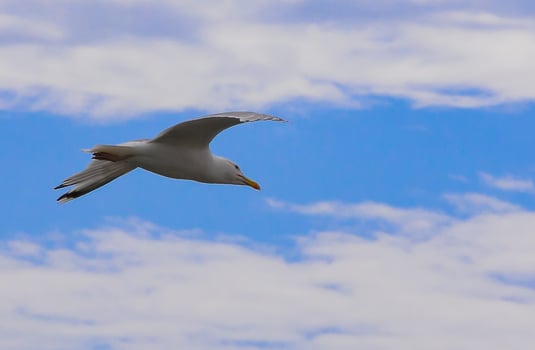 Flying seagull against a blue sky with clouds photo