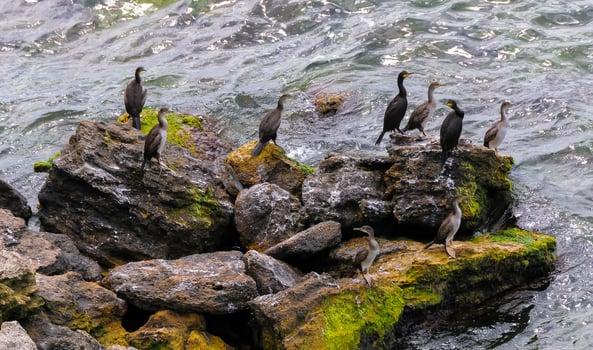 The great cormorant Phalacrocorax carbo, birds rest on rocks covered with white droppings on the Black Sea coast, Krimea photo