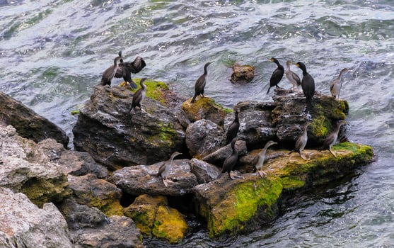 The great cormorant Phalacrocorax carbo, birds rest on rocks covered with white droppings on the Black Sea coast, Krimea photo