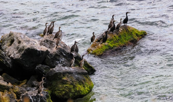 The great cormorant Phalacrocorax carbo, birds rest on rocks covered with white droppings on the Black Sea coast, Krimea photo