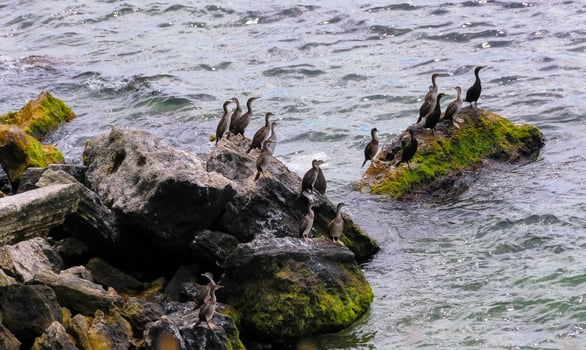 The great cormorant Phalacrocorax carbo, birds rest on rocks covered with white droppings on the Black Sea coast, Krimea photo