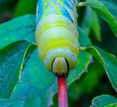The African death's-head hawkmoth Acherontia atropos, A nocturnal butterfly caterpillar crawls on the red stem of a plant photo