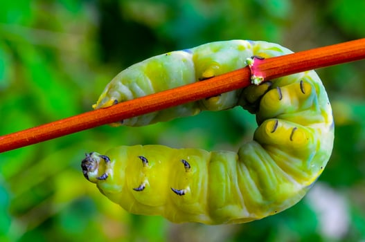 The African death's-head hawkmoth Acherontia atropos, A nocturnal butterfly caterpillar crawls on the red stem of a plant photo