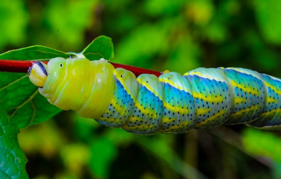 The African death's-head hawkmoth Acherontia atropos, A nocturnal butterfly caterpillar crawls on the red stem of a plant photo